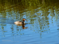 Somormujo lavanco - Podiceps cristatus - Cabussó emplomallat