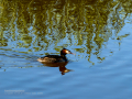Somormujo lavanco - Podiceps cristatus - Cabussó emplomallat