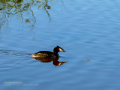 Somormujo lavanco - Podiceps cristatus - Cabussó emplomallat