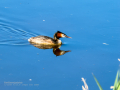 Somormujo lavanco - Podiceps cristatus - Cabussó emplomallat