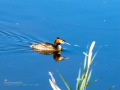 Somormujo lavanco - Podiceps cristatus - Cabussó emplomallat