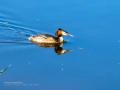 Somormujo lavanco - Podiceps cristatus - Cabussó emplomallat