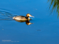 Somormujo lavanco - Podiceps cristatus - Cabussó emplomallat
