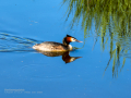 Somormujo lavanco - Podiceps cristatus - Cabussó emplomallat