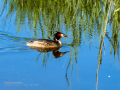 Somormujo lavanco - Podiceps cristatus - Cabussó emplomallat