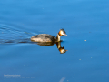 Somormujo lavanco - Podiceps cristatus - Cabussó emplomallat