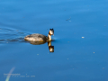 Somormujo lavanco - Podiceps cristatus - Cabussó emplomallat