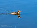 Somormujo lavanco - Podiceps cristatus - Cabussó emplomallat