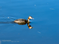 Somormujo lavanco - Podiceps cristatus - Cabussó emplomallat