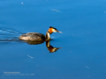 Somormujo lavanco - Podiceps cristatus - Cabussó emplomallat