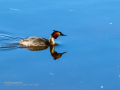 Somormujo lavanco - Podiceps cristatus - Cabussó emplomallat