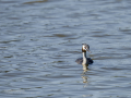 Somormujo lavanco - Podiceps cristatus - Cabussó emplomallat