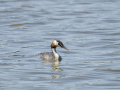 Somormujo lavanco - Podiceps cristatus - Cabussó emplomallat