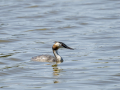 Somormujo lavanco - Podiceps cristatus - Cabussó emplomallat