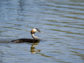 Somormujo lavanco - Podiceps cristatus - Cabussó emplomallat