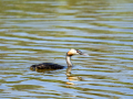 Somormujo lavanco - Podiceps cristatus - Cabussó emplomallat