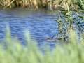 Somormujo lavanco - Podiceps cristatus - Cabussó emplomallat