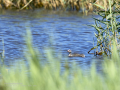 Somormujo lavanco - Podiceps cristatus - Cabussó emplomallat