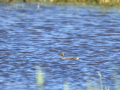 Somormujo lavanco - Podiceps cristatus - Cabussó emplomallat