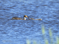 Somormujo lavanco - Podiceps cristatus - Cabussó emplomallat