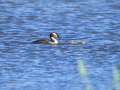 Somormujo lavanco - Podiceps cristatus - Cabussó emplomallat