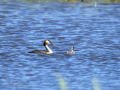Somormujo lavanco - Podiceps cristatus - Cabussó emplomallat