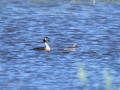 Somormujo lavanco - Podiceps cristatus - Cabussó emplomallat