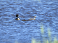 Somormujo lavanco - Podiceps cristatus - Cabussó emplomallat