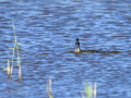 Somormujo lavanco - Podiceps cristatus - Cabussó emplomallat
