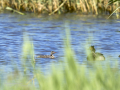 Somormujo lavanco - Podiceps cristatus - Cabussó emplomallat