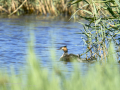 Somormujo lavanco - Podiceps cristatus - Cabussó emplomallat