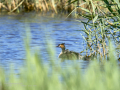 Somormujo lavanco - Podiceps cristatus - Cabussó emplomallat