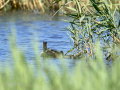 Somormujo lavanco - Podiceps cristatus - Cabussó emplomallat