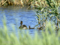 Somormujo lavanco - Podiceps cristatus - Cabussó emplomallat
