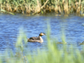 Somormujo lavanco - Podiceps cristatus - Cabussó emplomallat