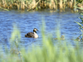 Somormujo lavanco - Podiceps cristatus - Cabussó emplomallat