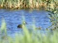 Somormujo lavanco - Podiceps cristatus - Cabussó emplomallat