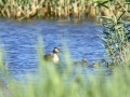 Somormujo lavanco - Podiceps cristatus - Cabussó emplomallat