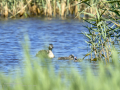Somormujo lavanco - Podiceps cristatus - Cabussó emplomallat