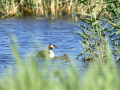Somormujo lavanco - Podiceps cristatus - Cabussó emplomallat