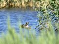 Somormujo lavanco - Podiceps cristatus - Cabussó emplomallat