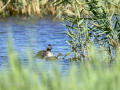 Somormujo lavanco - Podiceps cristatus - Cabussó emplomallat