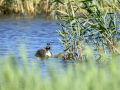 Somormujo lavanco - Podiceps cristatus - Cabussó emplomallat