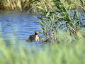 Somormujo lavanco - Podiceps cristatus - Cabussó emplomallat
