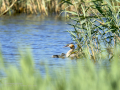 Somormujo lavanco - Podiceps cristatus - Cabussó emplomallat