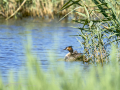 Somormujo lavanco - Podiceps cristatus - Cabussó emplomallat
