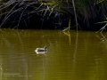 Somormujo lavanco - Podiceps cristatus - Cabussó emplomallat