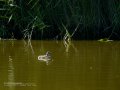 Somormujo lavanco - Podiceps cristatus - Cabussó emplomallat