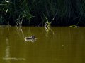Somormujo lavanco - Podiceps cristatus - Cabussó emplomallat