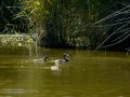 Somormujo lavanco - Podiceps cristatus - Cabussó emplomallat